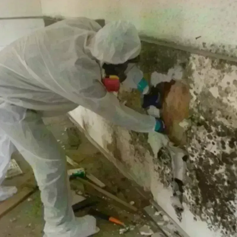 Mold Remediation and Removal in Burtonsville, MD